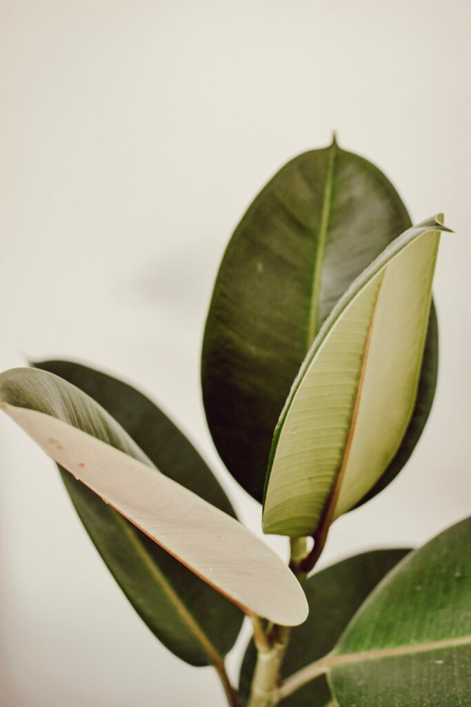 Close-up of rubber plant leaves with deep green and soft tones against a light background